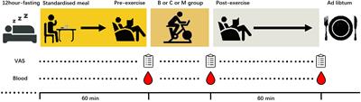 The effect of blood flow restriction exercise on N-lactoylphenylalanine and appetite regulation in obese adults: a cross-design study